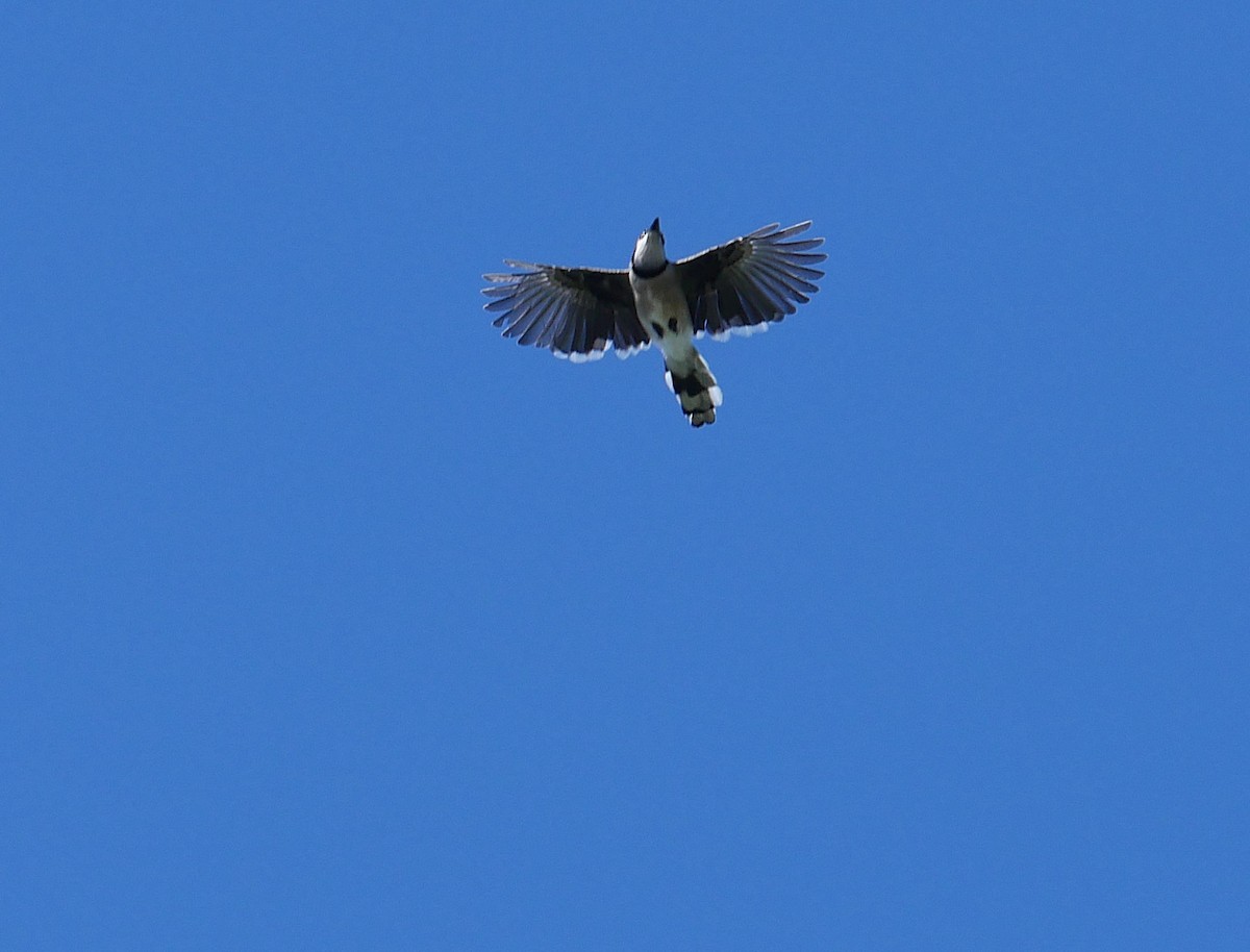 Blue Jay - ML643451415