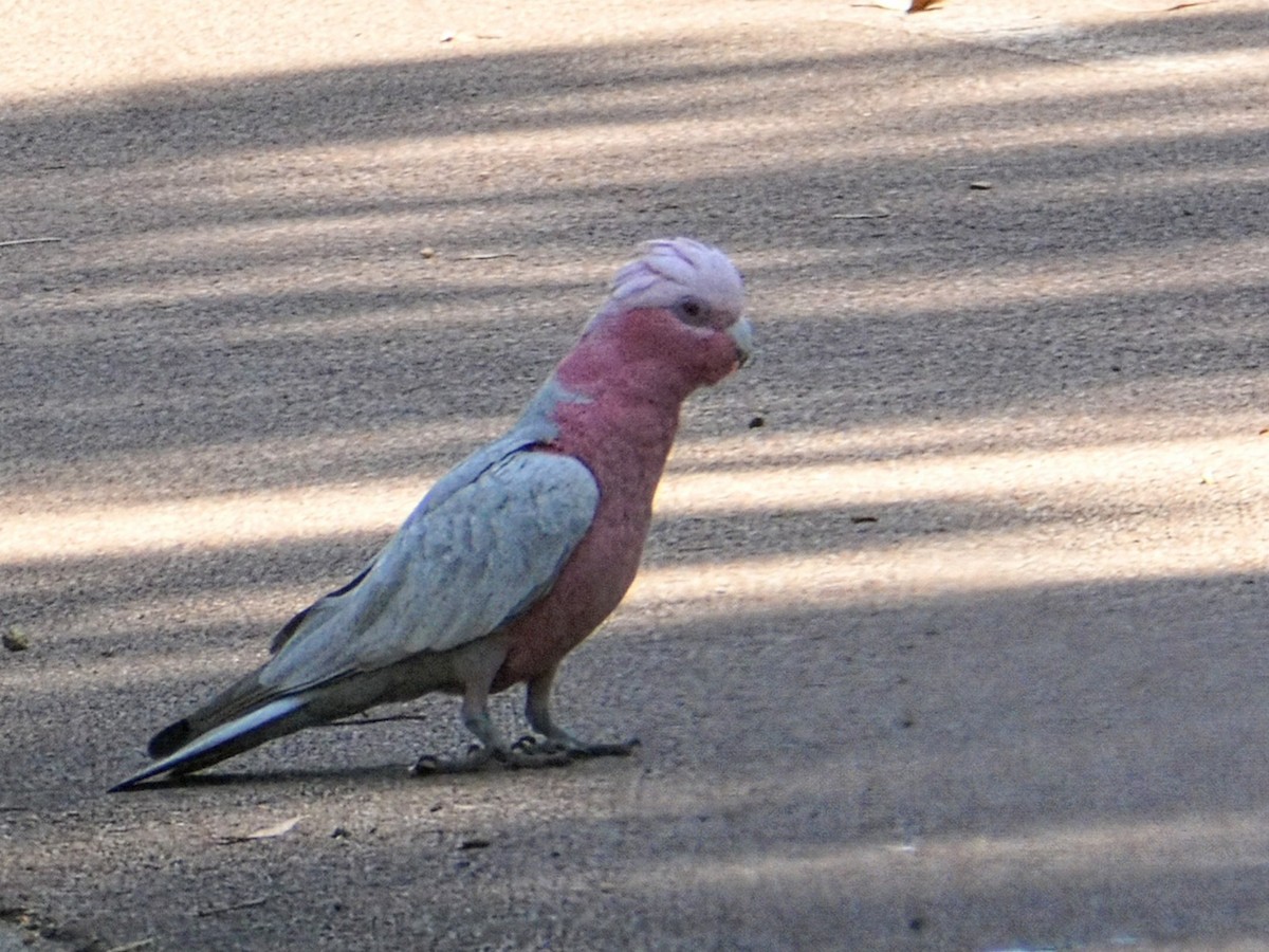 Galah - ML643451422