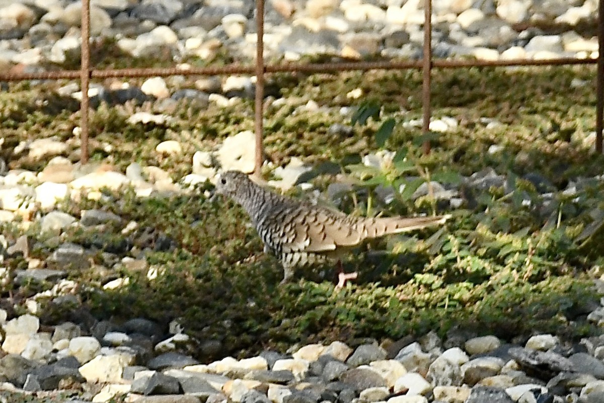 Чешуйчатая земляная горлица - ML643451444