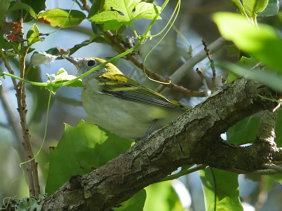 Chestnut-sided Warbler - ML643451449
