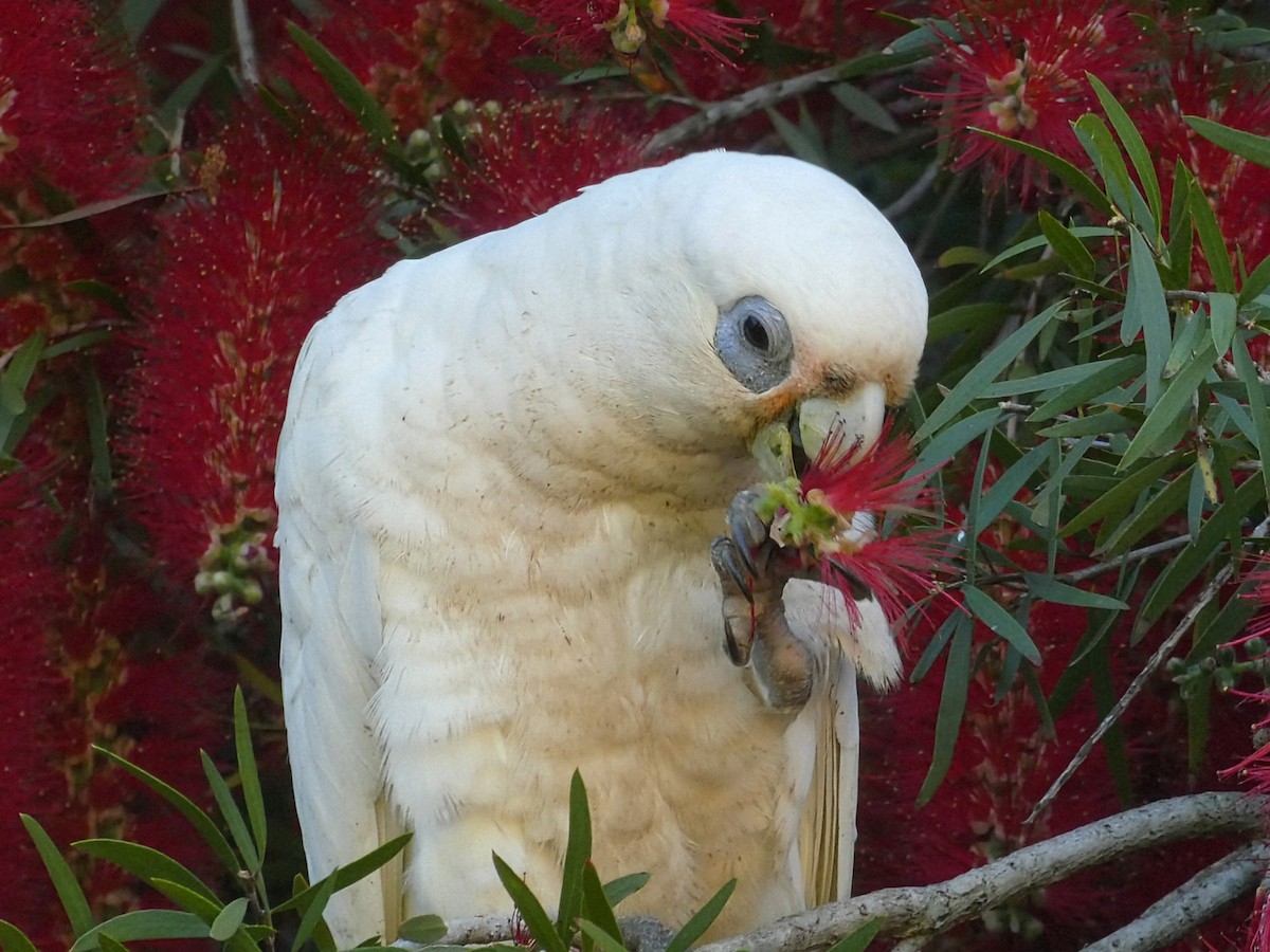 Little Corella - ML643451451