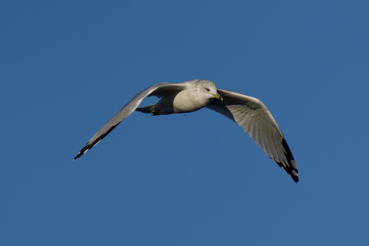 Ring-billed Gull - ML643451454