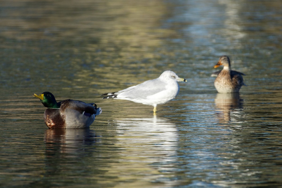 Ring-billed Gull - ML643451480
