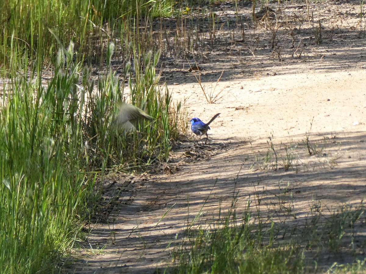 Splendid Fairywren - ML643451493