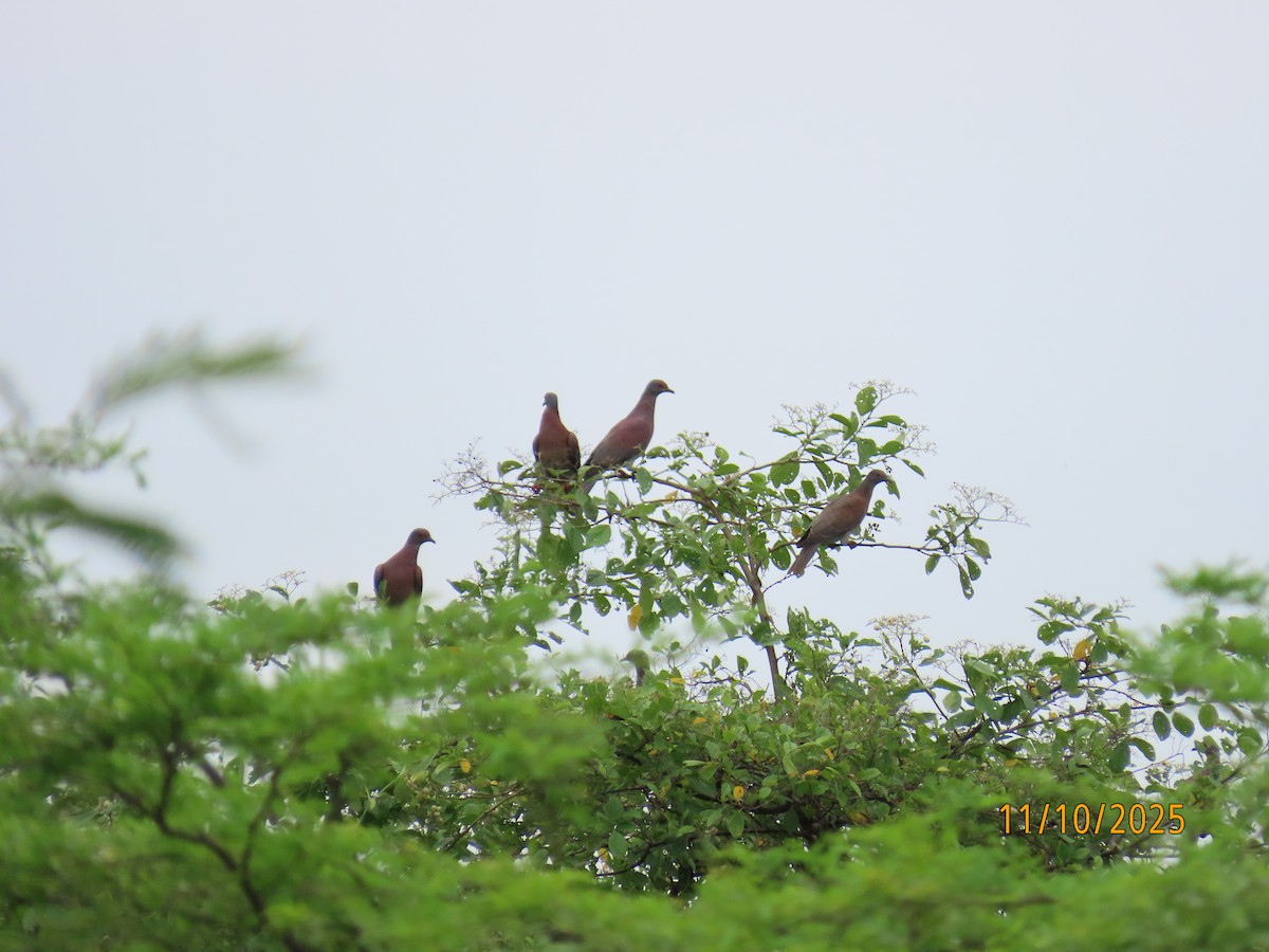 Pale-vented Pigeon - ML643451516