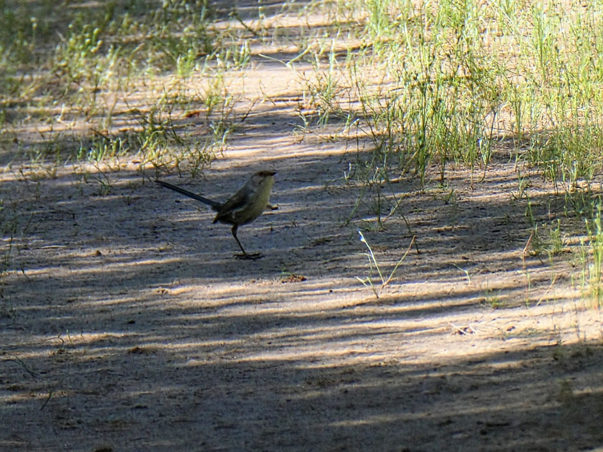 Splendid Fairywren - ML643451520