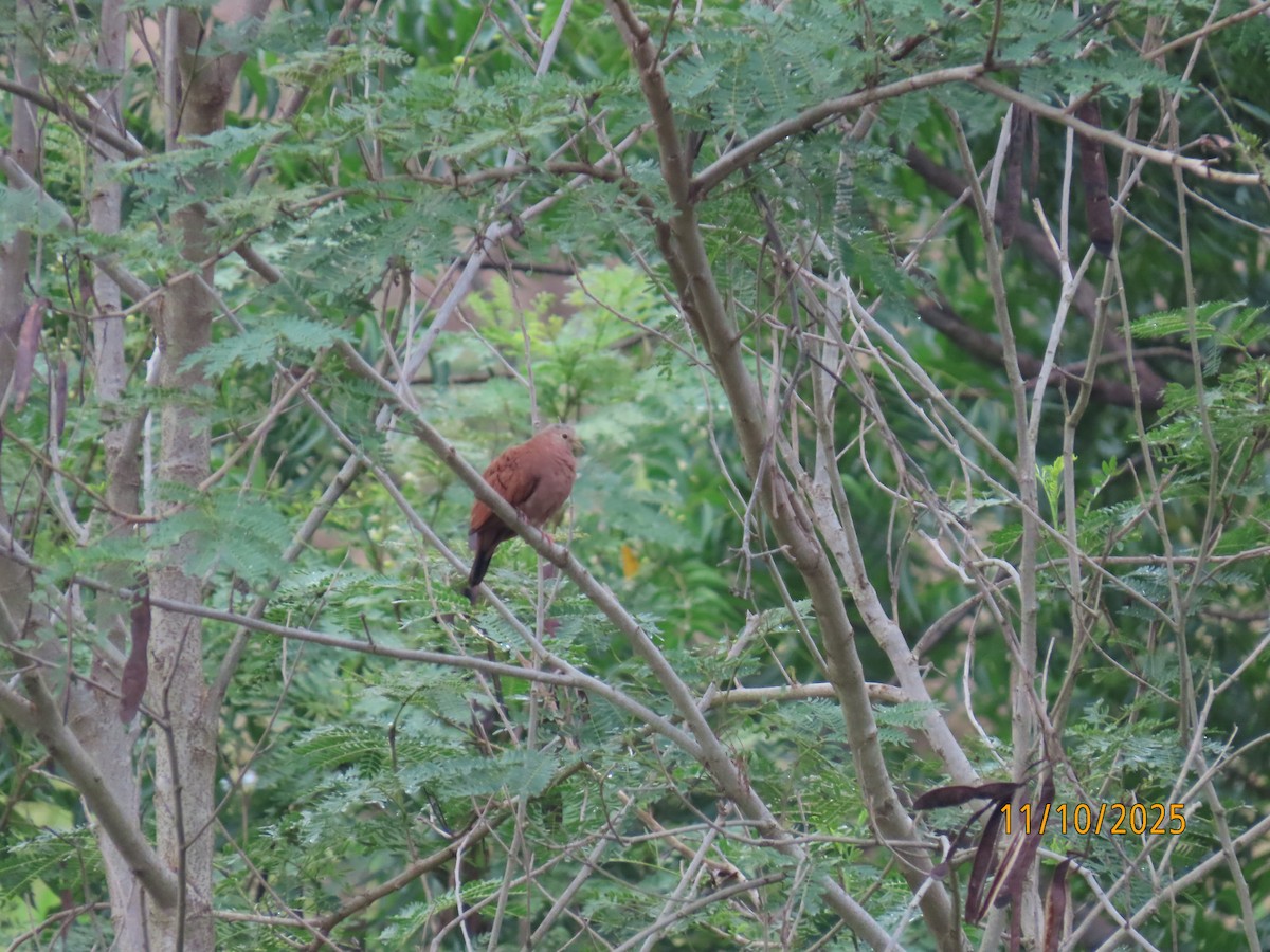 Ruddy Ground Dove - ML643451533