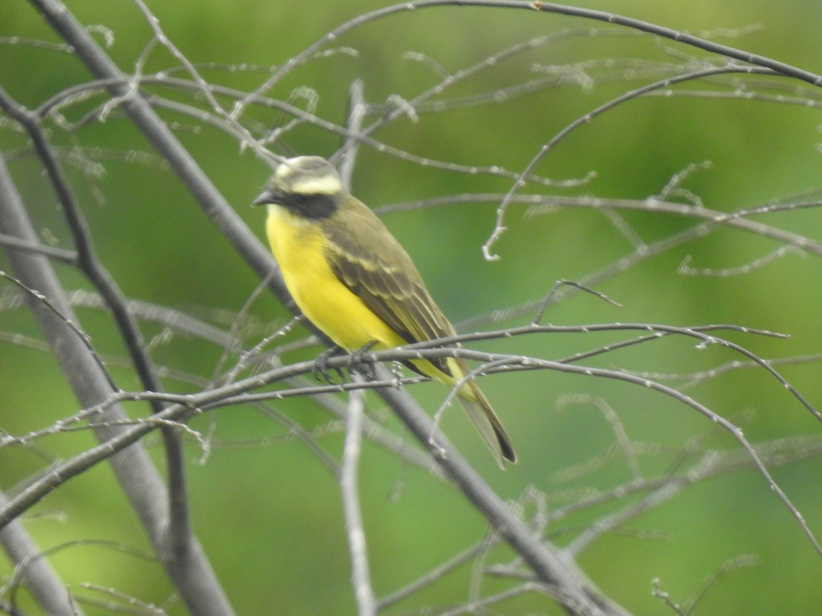 Social Flycatcher - ML643451545