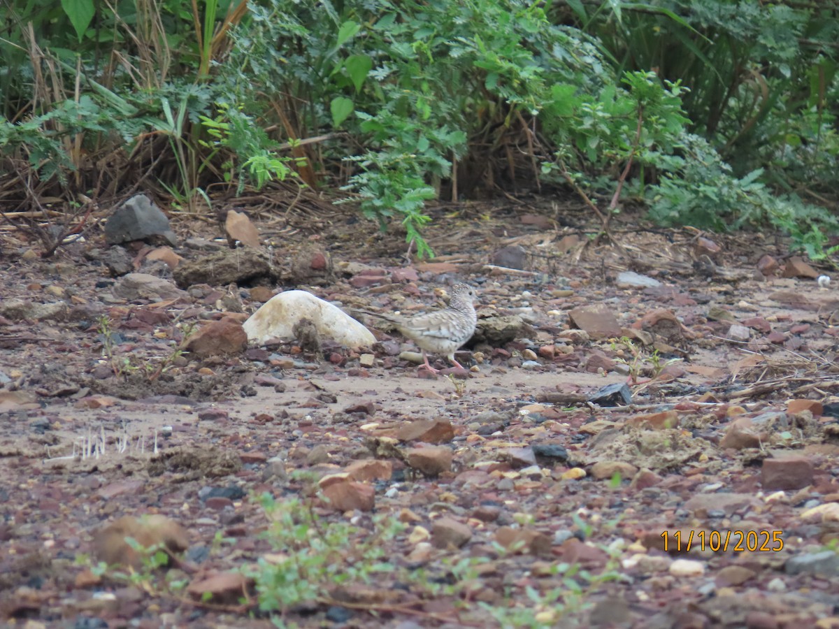 Scaled Dove - ML643451546