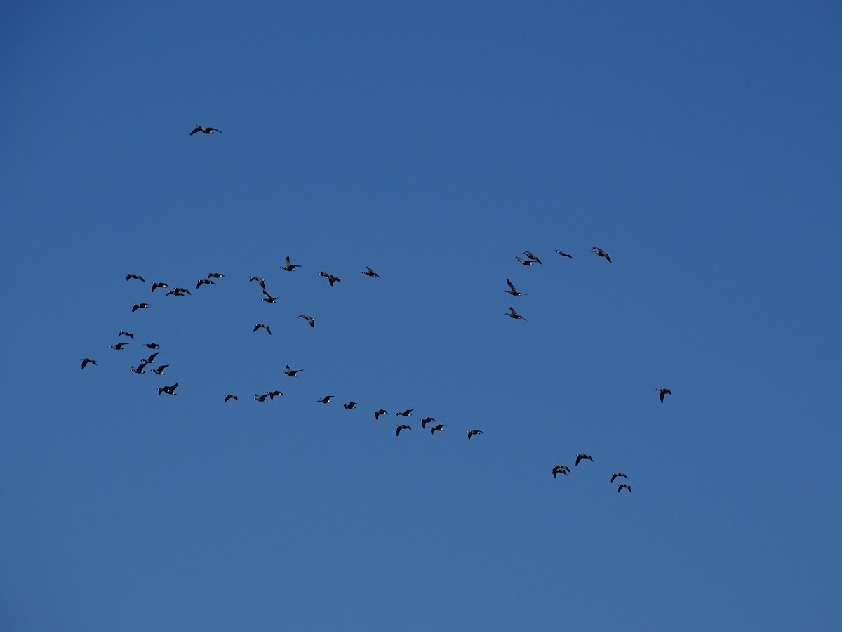 Cackling Goose - ML643451554