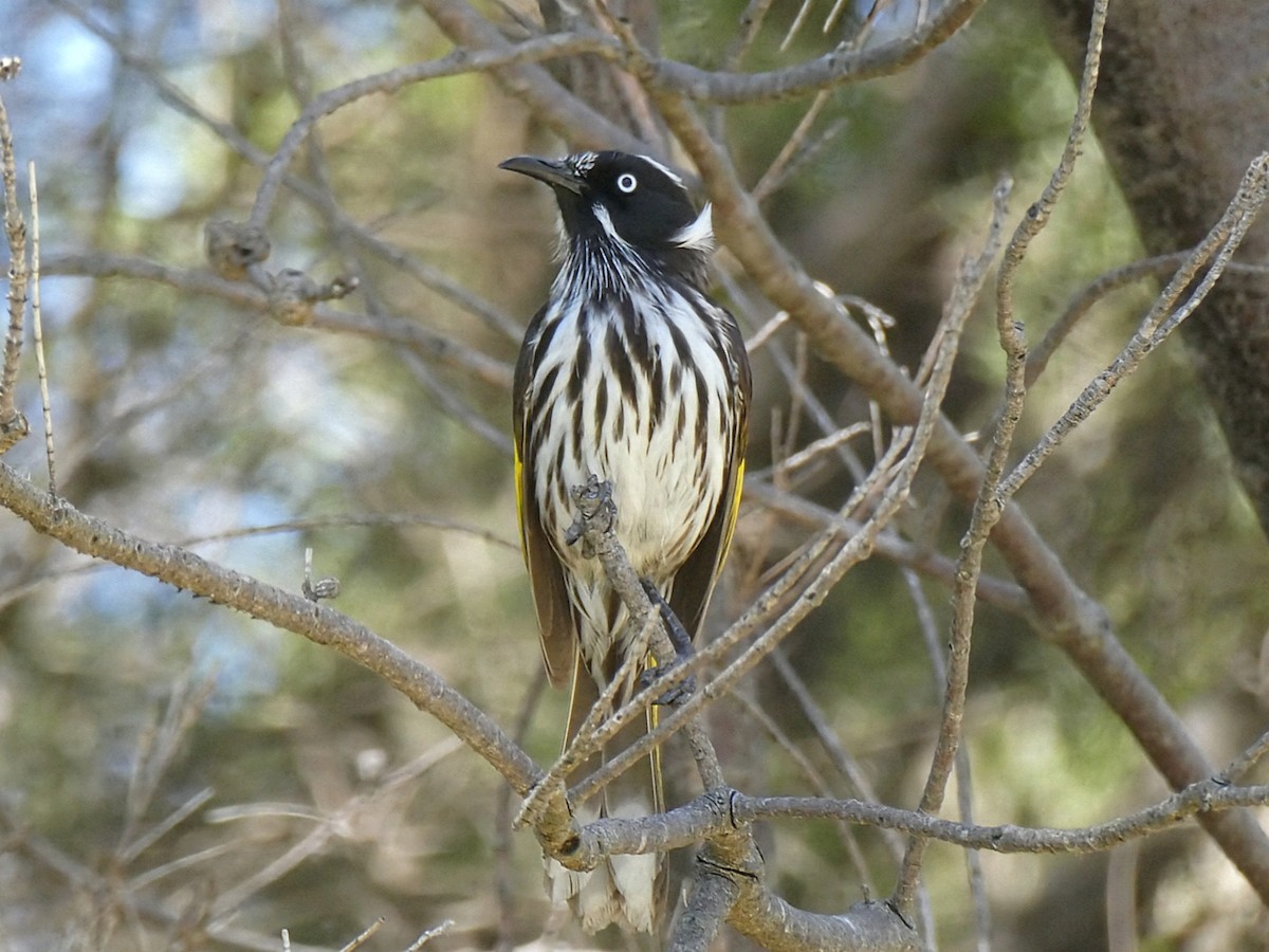 New Holland Honeyeater - ML643451562
