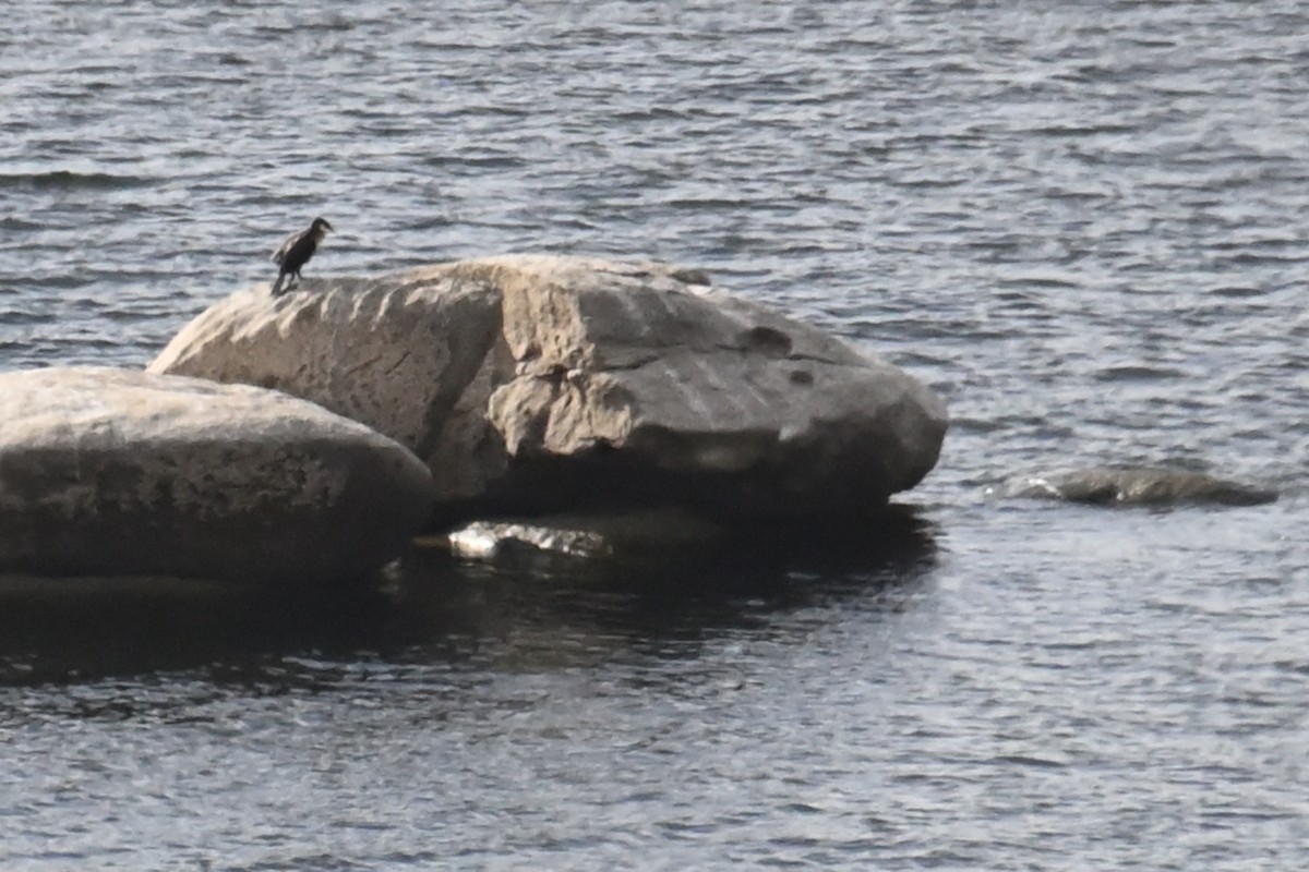 Cormorano - ML643451563