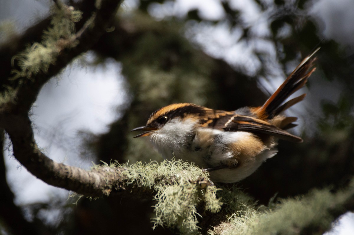Thorn-tailed Rayadito - ML643451574