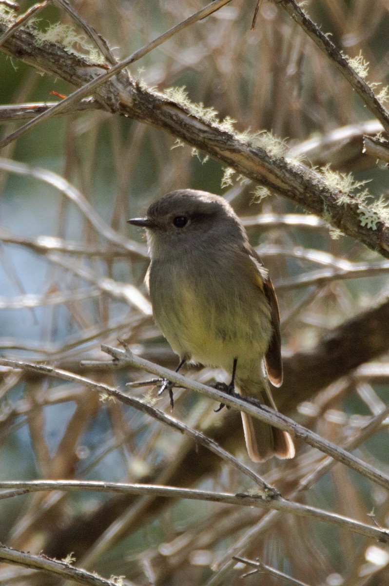 Patagonian Tyrant - ML643451582