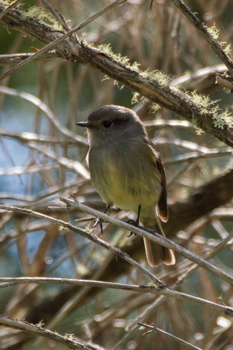 Patagonian Tyrant - ML643451583