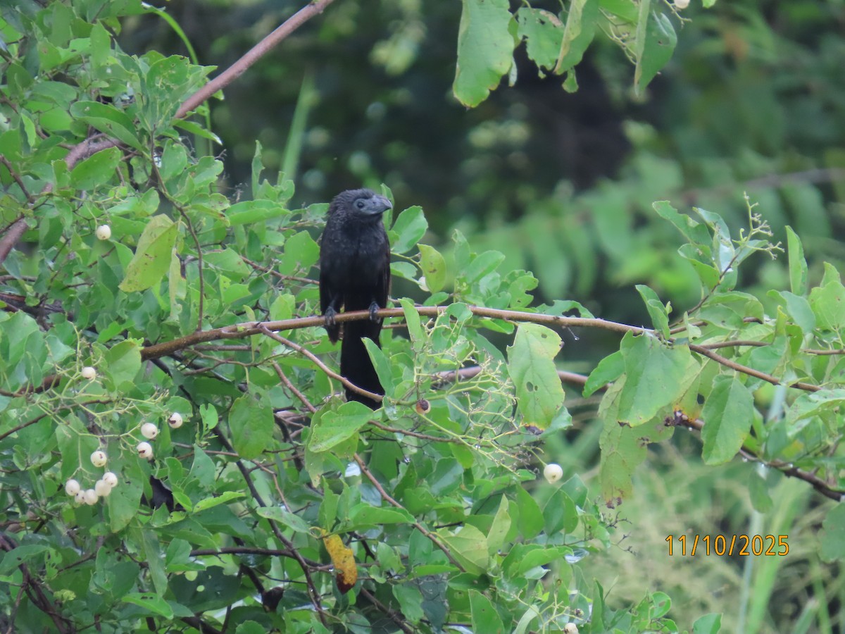 Groove-billed Ani - ML643451585