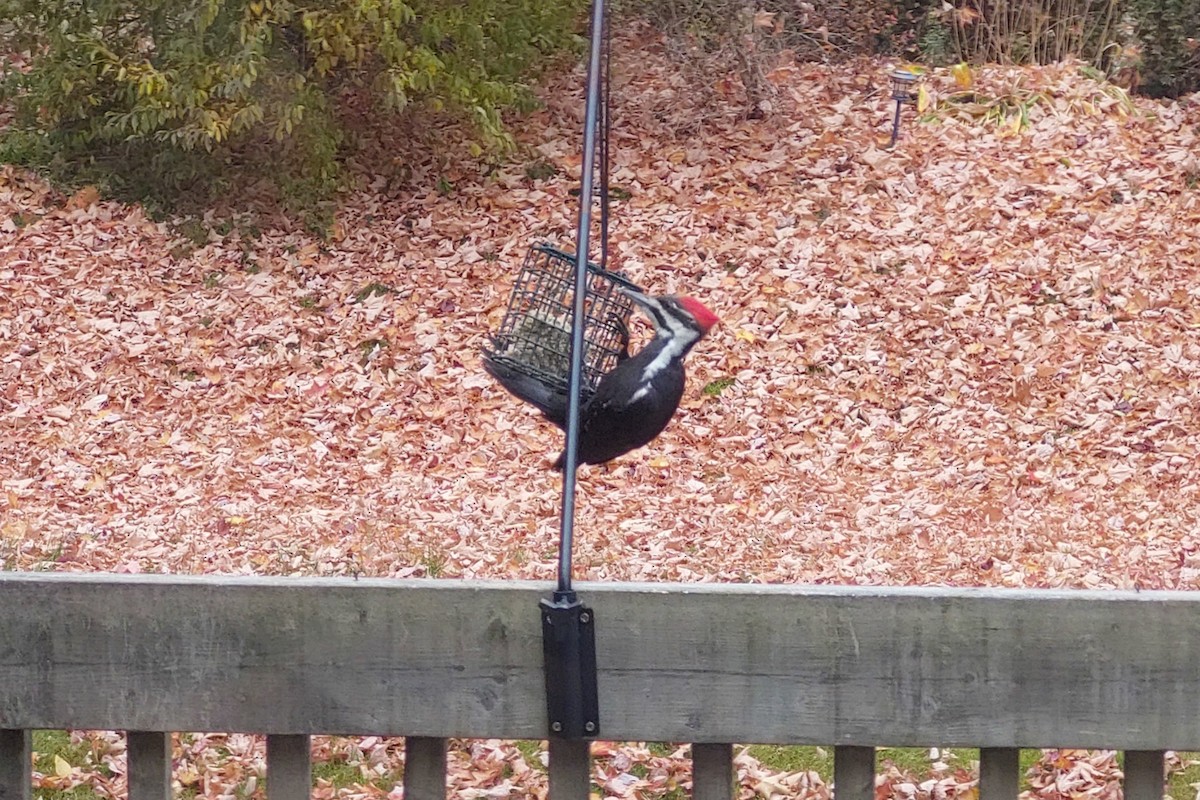 datel chocholatý - ML643451588