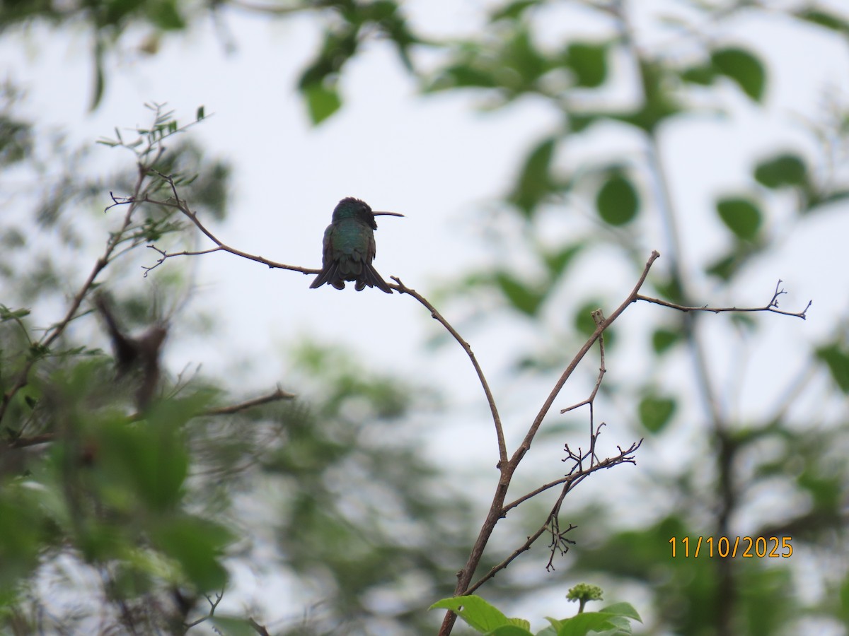 Shining-green Hummingbird - ML643451596