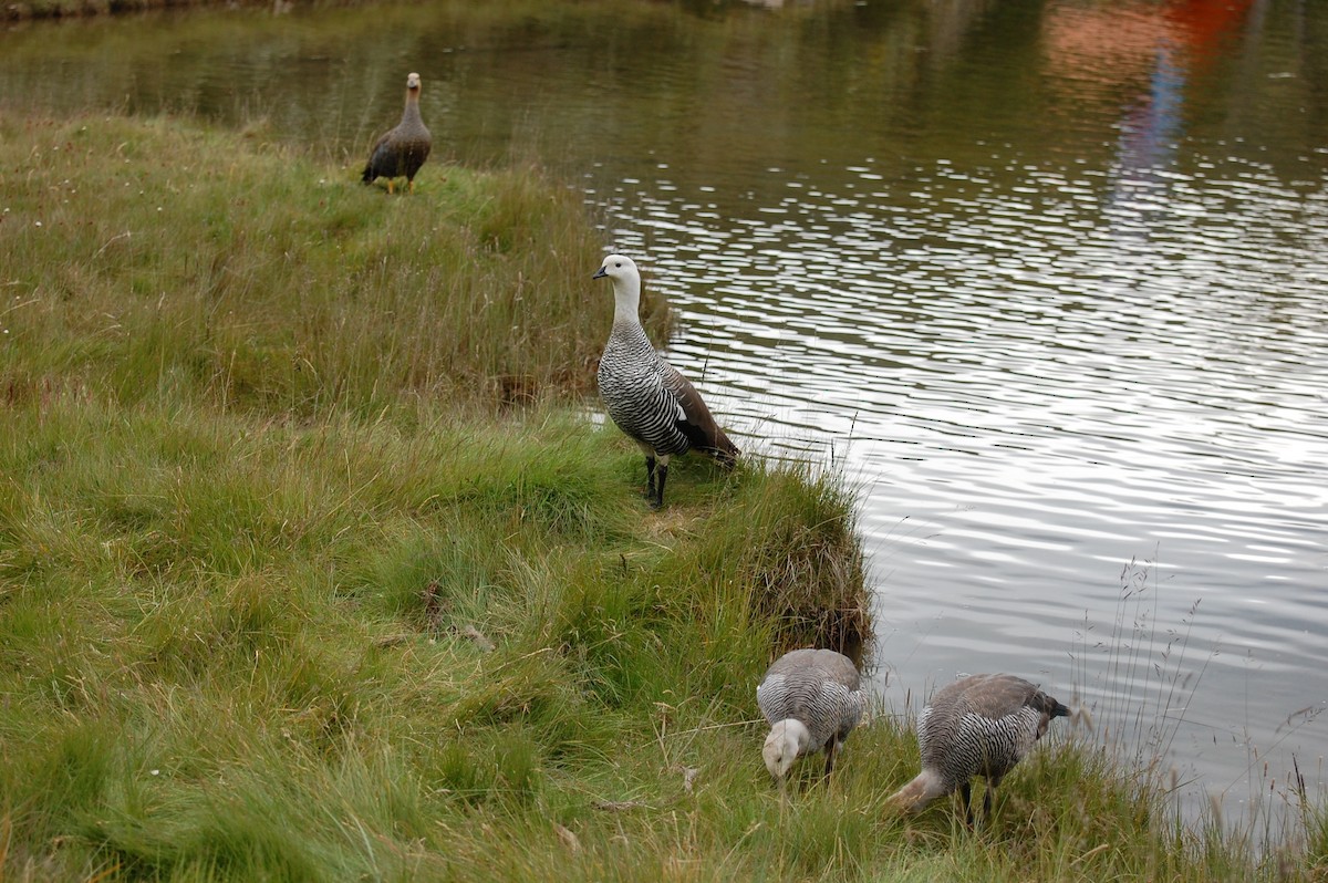 Upland Goose (Bar-breasted) - ML643451598