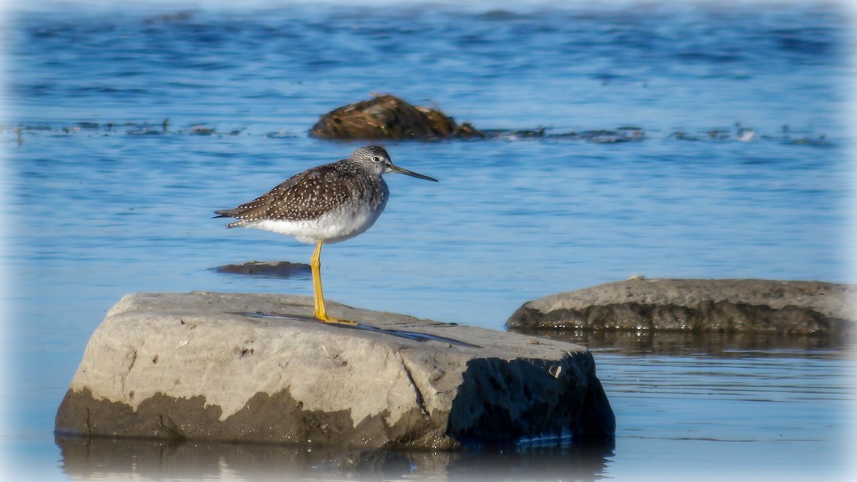 Greater Yellowlegs - ML643451599