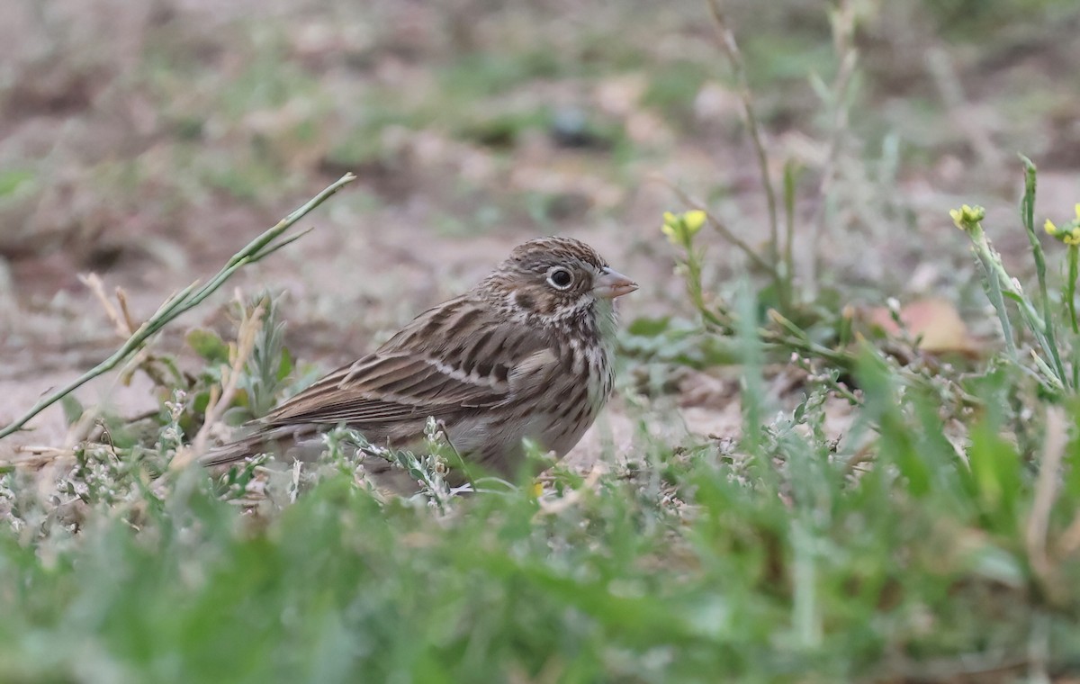 Vesper Sparrow - ML643451604