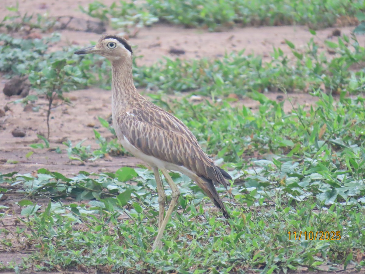 Double-striped Thick-knee - ML643451605