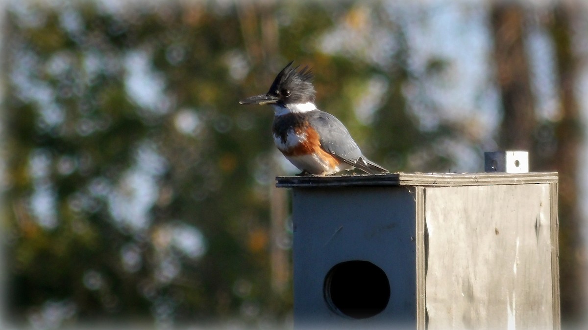 Belted Kingfisher - ML643451613