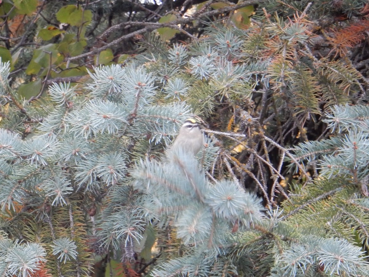 Golden-crowned Kinglet - ML643451621
