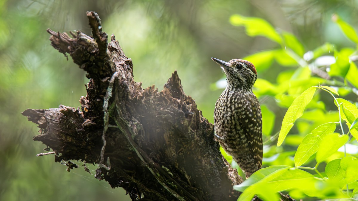 White-spotted Woodpecker - ML643451635