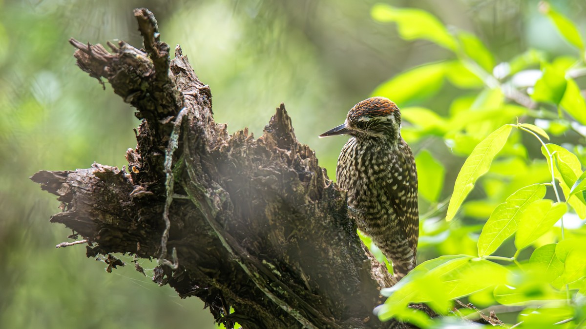 White-spotted Woodpecker - ML643451636