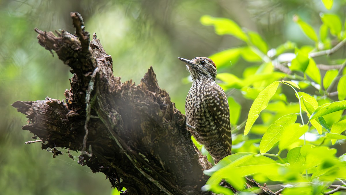 White-spotted Woodpecker - ML643451637