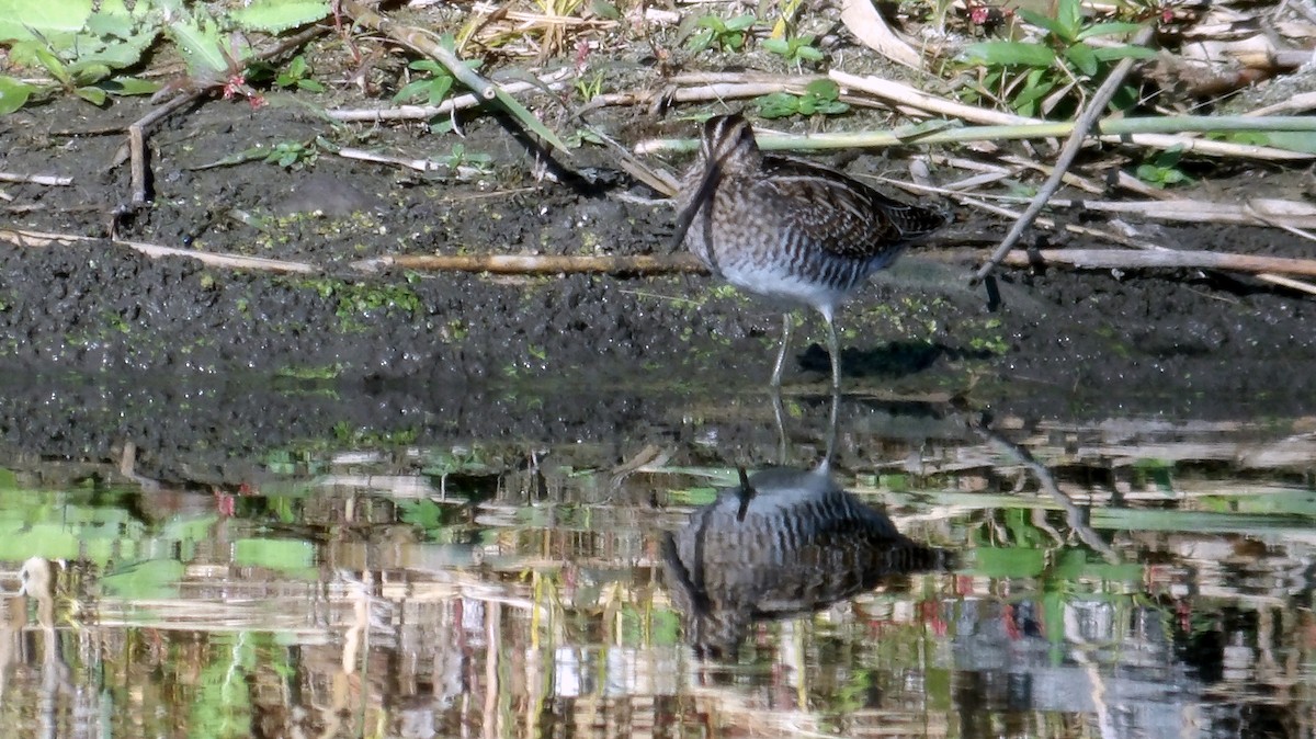 Wilson's Snipe - ML643451638