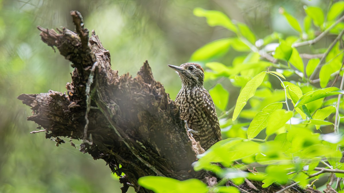 White-spotted Woodpecker - ML643451639