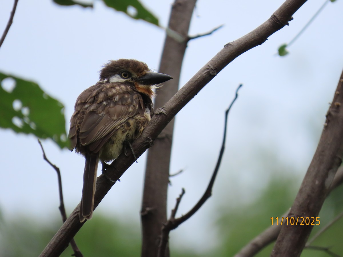 Russet-throated Puffbird - ML643451640