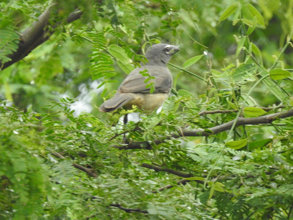 Olive-gray Saltator - ML643451650