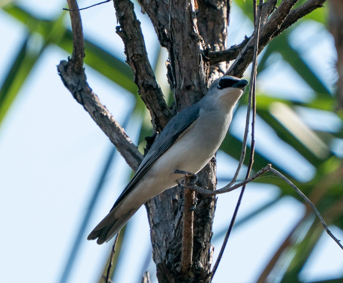 White-bellied Cuckooshrike - ML643451657