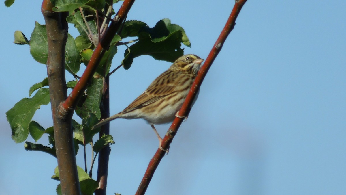 Savannah Sparrow - ML643451661