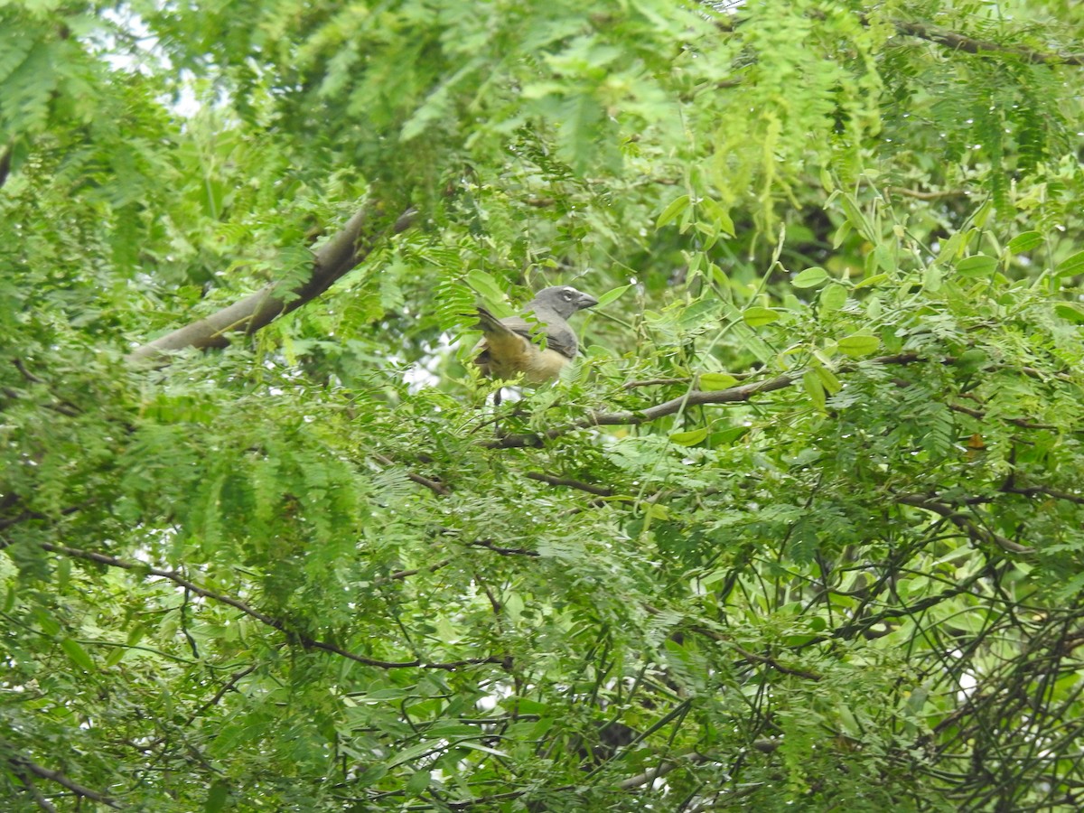 Olive-gray Saltator - ML643451662