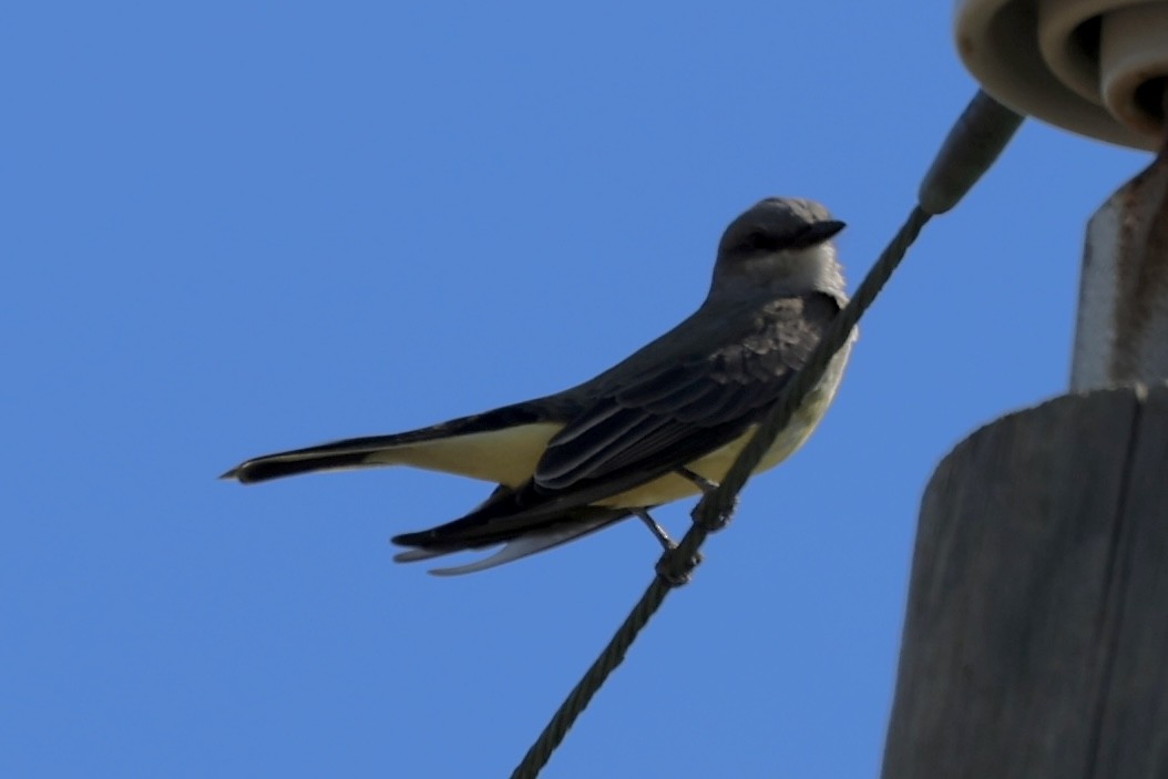 Western Kingbird - ML643451663
