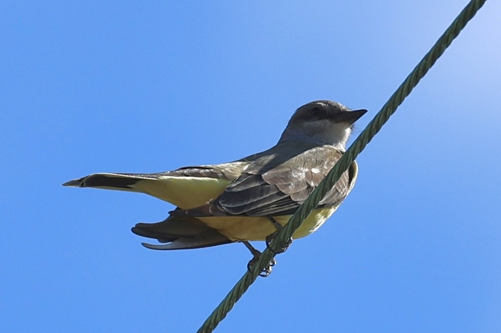 Western Kingbird - ML643451664