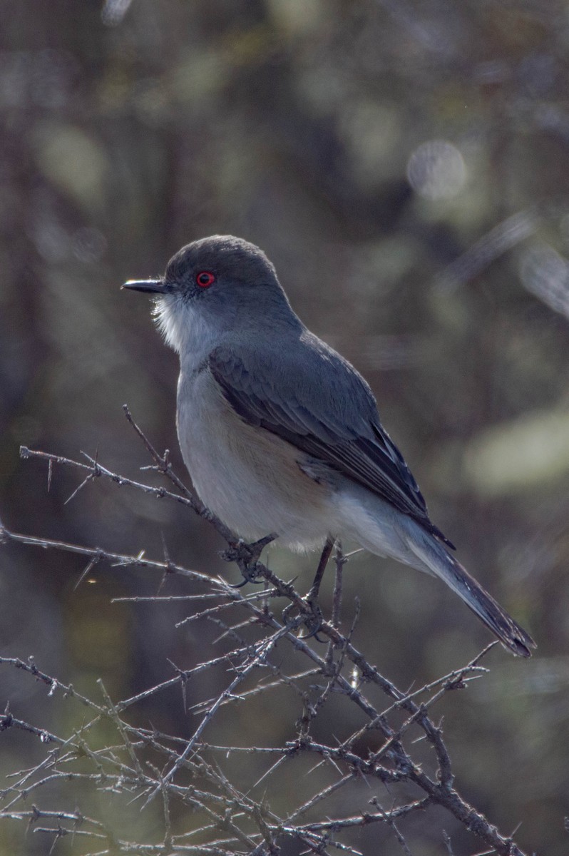 Fire-eyed Diucon - ML643451666