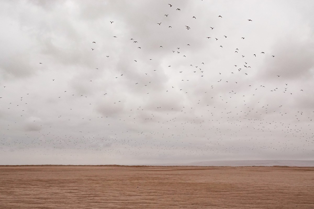 Peruvian Tern - ML643451670