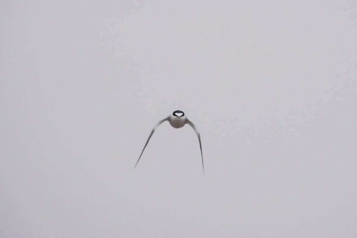 Peruvian Tern - ML643451681