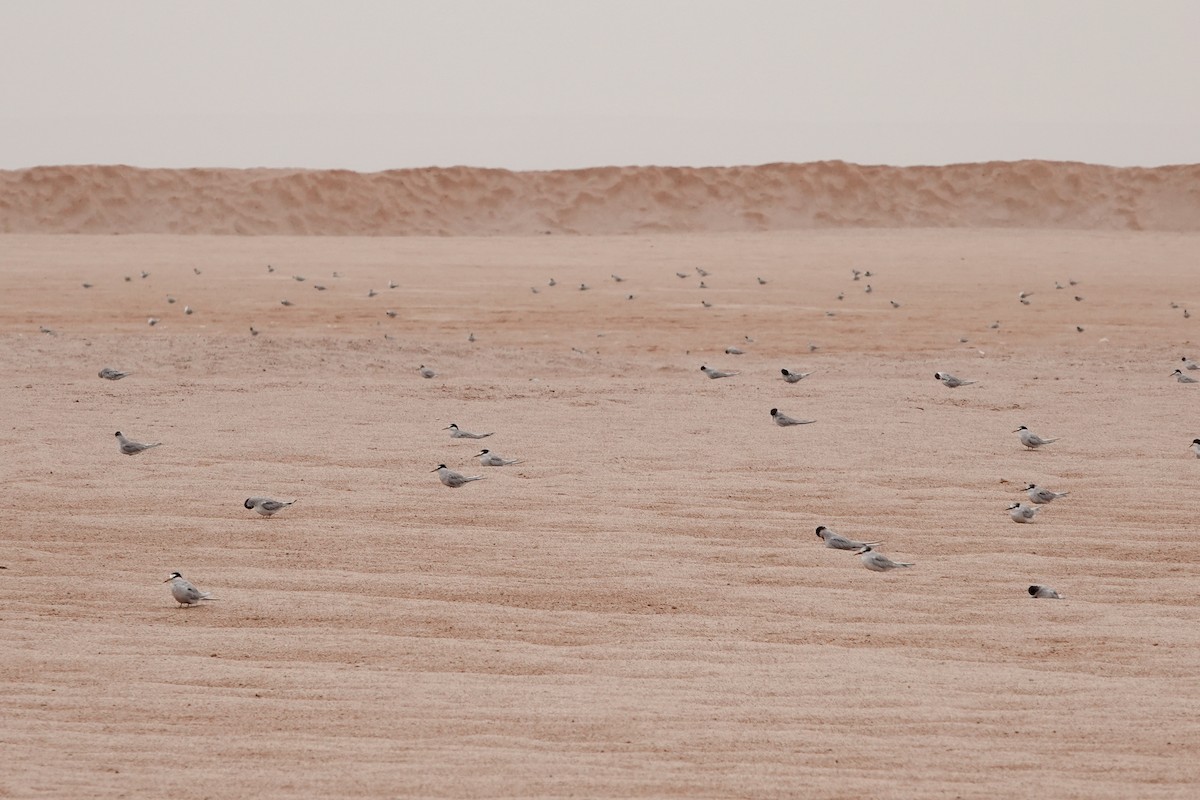 Peruvian Tern - ML643451684