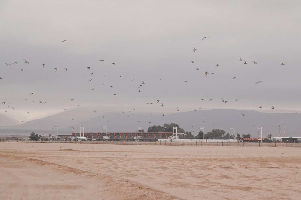 Peruvian Tern - ML643451685