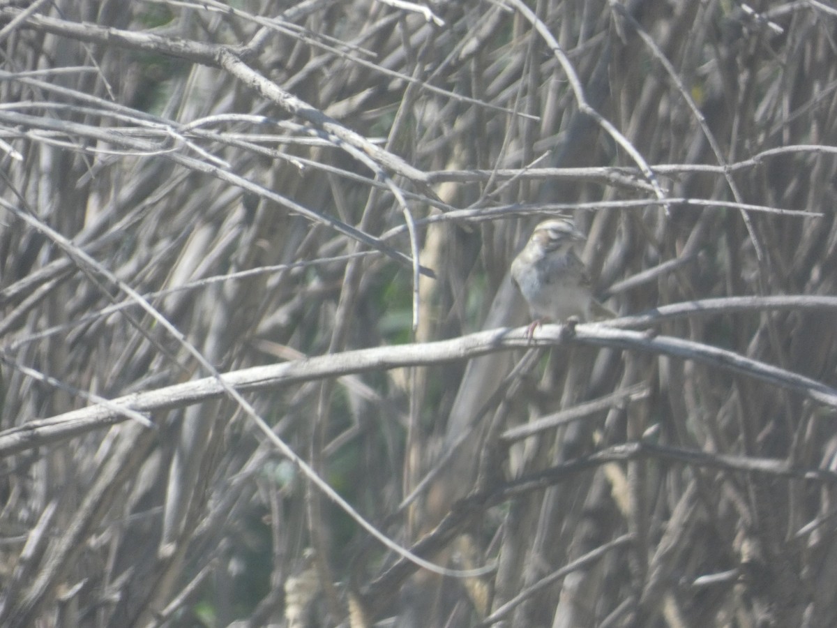 Lark Sparrow - ML643451689