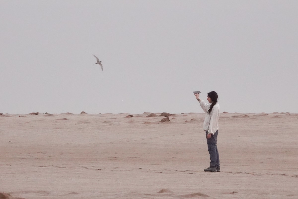 Peruvian Tern - ML643451693