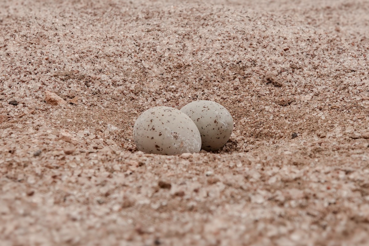 Peruvian Tern - ML643451694