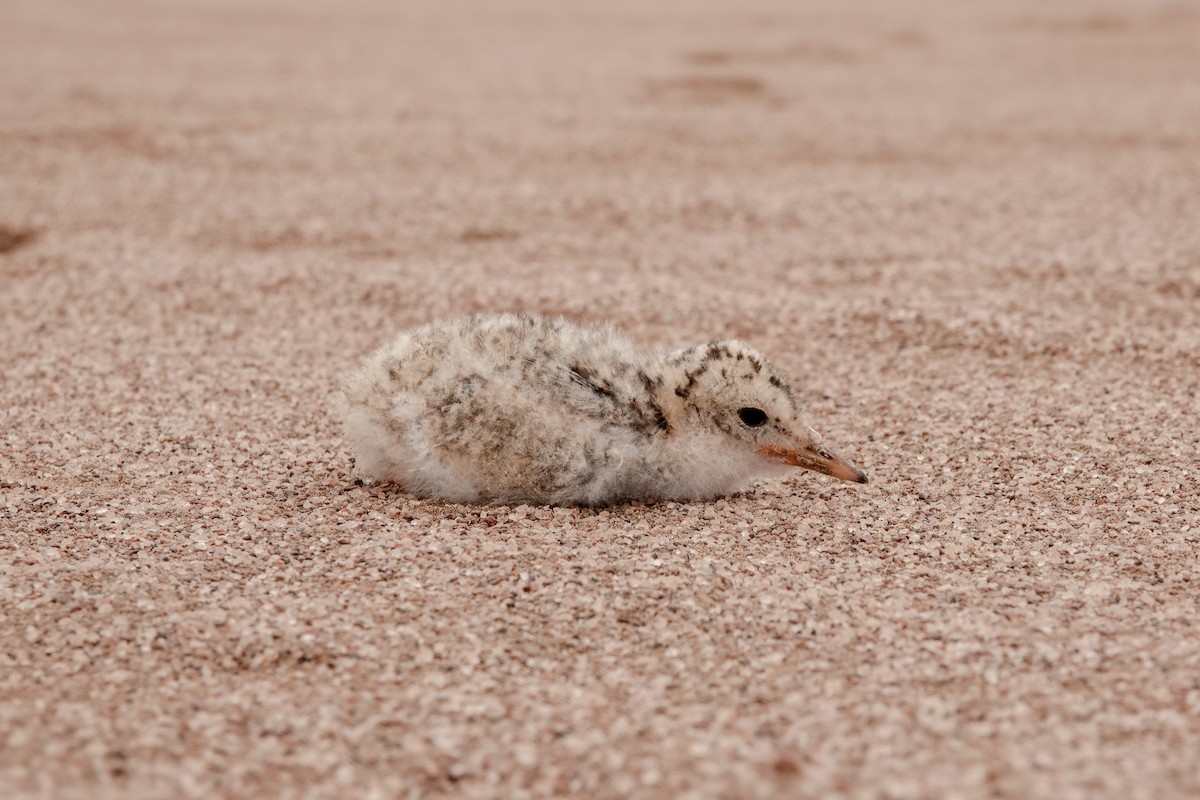 Peruvian Tern - ML643451695