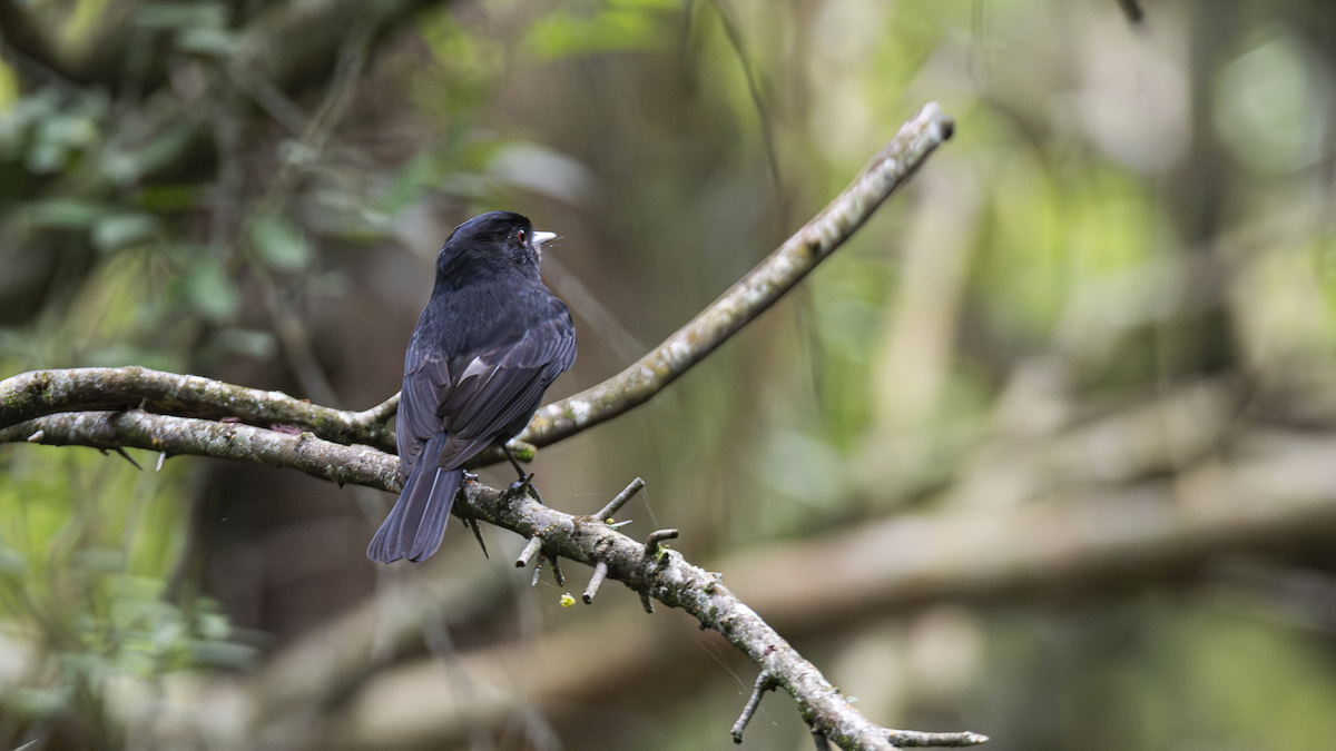 Blue-billed Black-Tyrant - ML643451705
